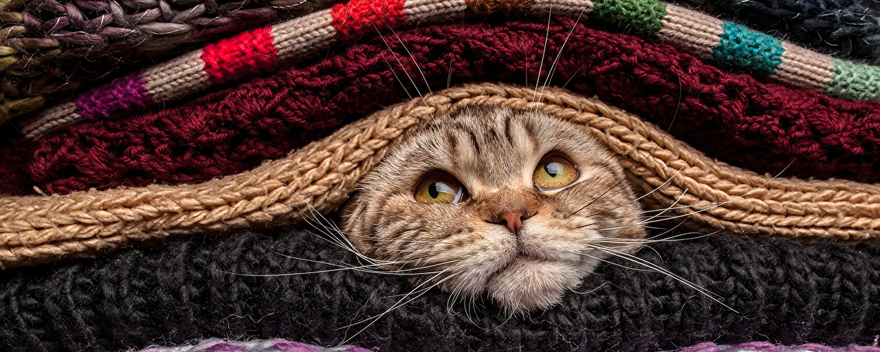 Katze zwischen Wollpullovern bei tikinWolle Kunststopferei